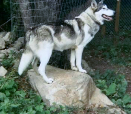 Editor-supplied image of a gray-and-white wolf-like dog standing on a rock.